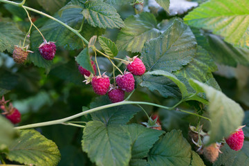 куст малины