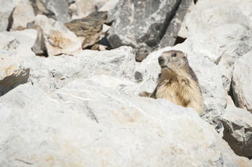 Marmotte