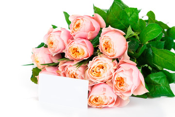 Roses on white background