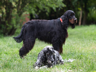 gordon setters, Irish setter, English setter,  family setters