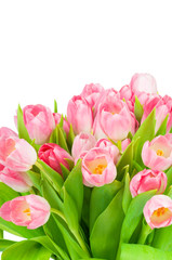 Tulips isolated on white background