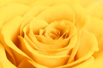 Yellow Rose Flower