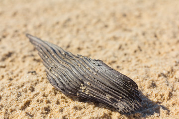 small piece of wood lie on a sand