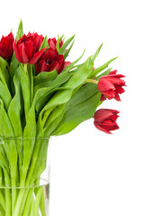 Fototapeta premium Tulips isolated on white background