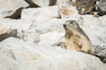 Marmotte qui guette