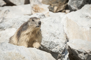 Marmotte dans les rochers