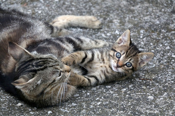 Baby kitten playing with its mother. Selective focus.