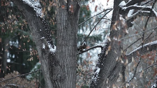 Winter, Forest, Christmas, Pine tree, squirrel