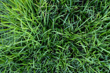 Green grass in the garden