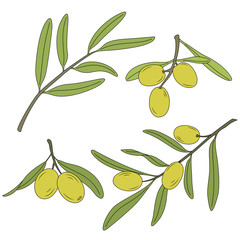 The branch of the olive tree with olives.