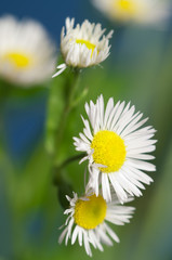 Obraz premium ox-eye daisy flower