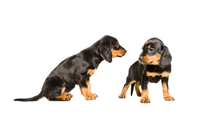 Two puppy breed Slovakian Hund together 