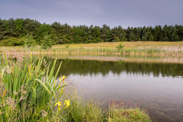 Pond at East Cramlington Nature Reserve, in Northumberland, providing free and easy access to nature