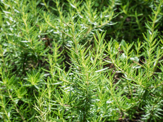 Fresh rosemary organic herb grow outdoor close up