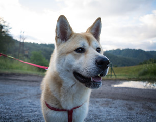 Japanese Akita