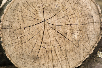 Growth rings a crack in the trunk.