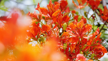 close up orange Royal Poinciana, Flam-boyant, The Flame Tree