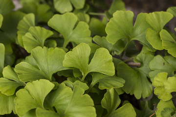 Ginkgo biloba leaves