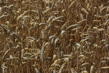 Weizen Feld
