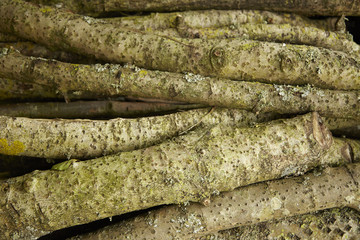 A pile of mossy fire wood logs
