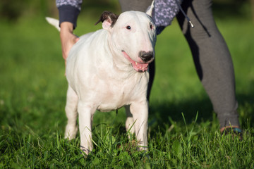 Obraz premium white english bull terrier dog
