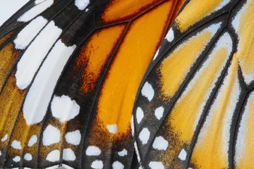 Selbstklebende Fototapete Schmetterling Makro-Schmetterlingsflügelhintergrund, gemeinsamer Tigerschmetterling, Danaus Genutia, Monarchfalter