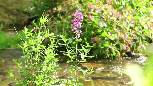 Wild flowers waving at wind close to water spring; closeup; on site sound;