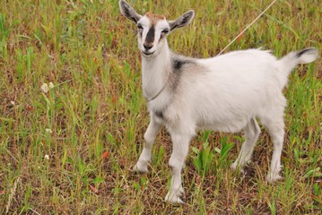 young goat grazing in nature