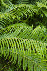 Fern Trusnik common or Black Sarana ( Matteuccia struthiopteris
