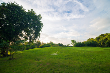 Fototapeta na wymiar Green grass meadow field on public central park with tree cloud