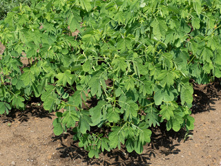 エビスグサ　漢方薬草
