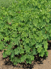 エビスグサ　漢方薬草
