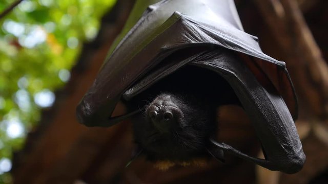 Closeup of Bat Hanging on a Tree