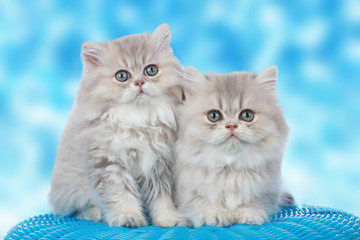 Naklejki  Dwa urocze dzieci perskie koty na niebieskim tle