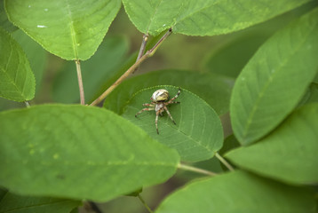 Spider on a leaf