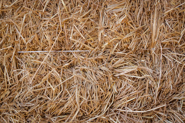 Dry straw texture