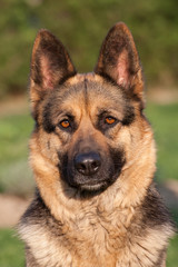 German Shepherd portrait, Italy