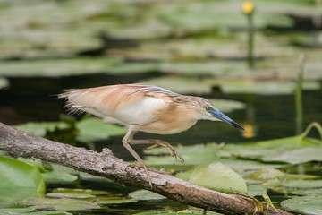 Obraz premium Squacco Heron (Ardeola ralloides), Italy