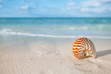 Obraz premium nautilus shell on white beach sand, against sea waves