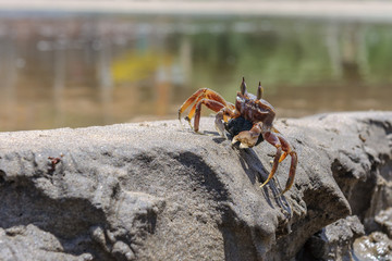 Live crab on the beach sand