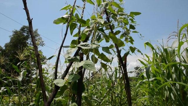 Beans growing in curl shape in garden, Bean , long bean hatch