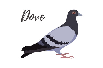 Isolated gray pigeon on a white background, vector illustration