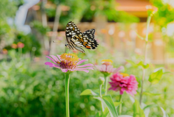 close up Butterfly on a flower in the garden