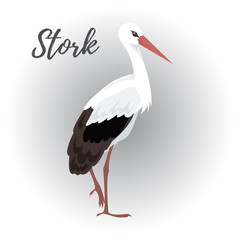 Isolated standing stork bird on a white background, vector illustration, hand drawn