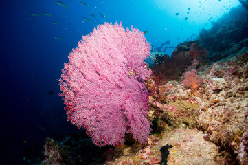 Pink gorgonian sea fan
