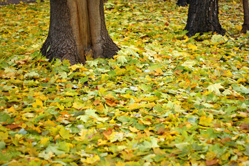 Fallen maple leaves.