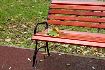 Maple leaves on the bench.