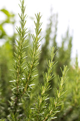 Fresh Rosemary Herb