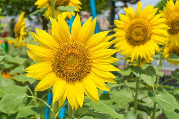 Beautiful sunflowers in sunny day