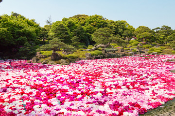 三万輪の牡丹の花が、庭園の池を覆いつくす